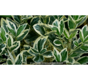EUONYMUS japonicus 'Silver King'