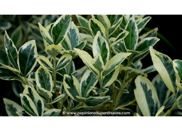 EUONYMUS japonicus 'Silver King'