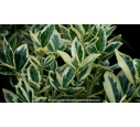 EUONYMUS japonicus 'Silver King'