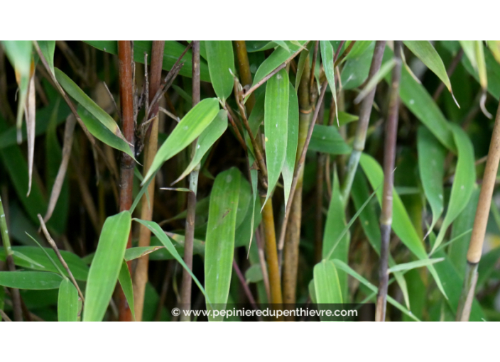 FARGESIA 'Obelisk' FARGESIA 'Obelisk'