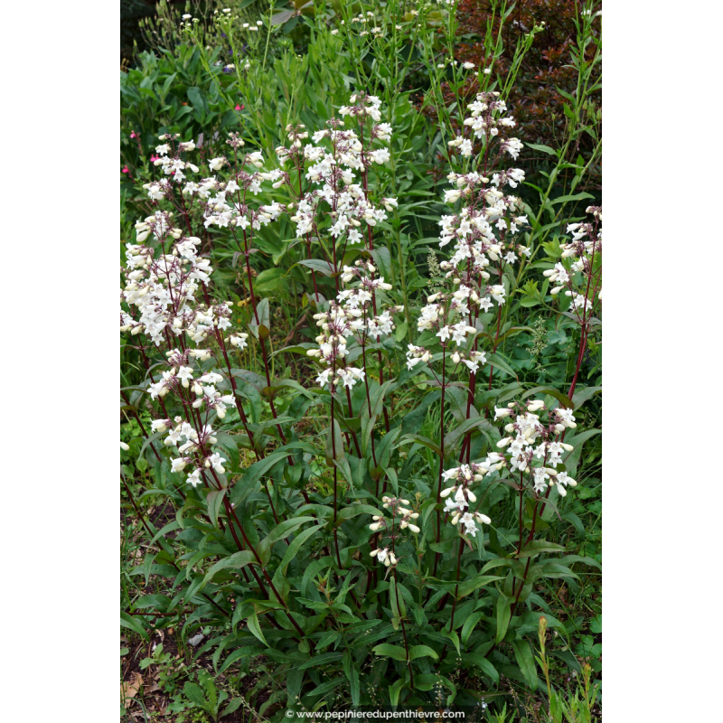 PENSTEMON digitalis 'Husker Red'
