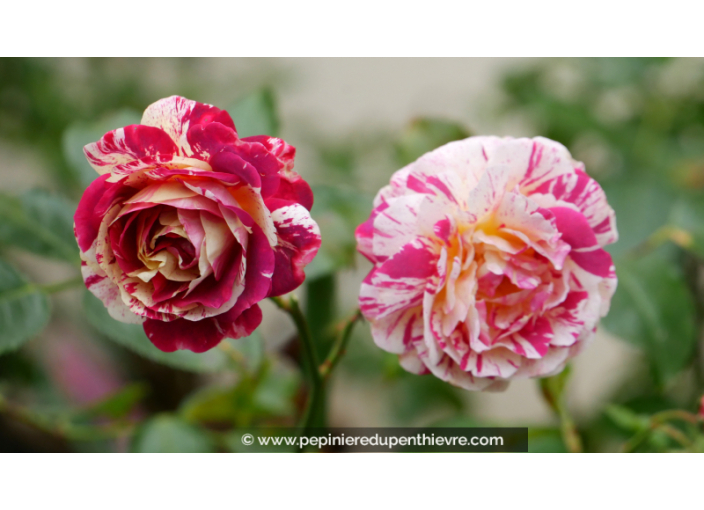 ROSIER 'Abracadabra'®