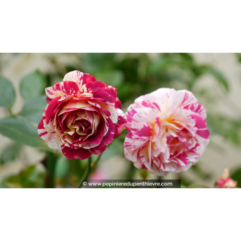 ROSIER 'Abracadabra'®