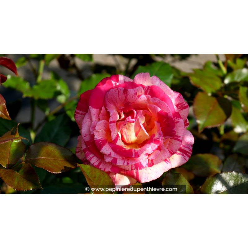 ROSIER 'Brocéliande'®