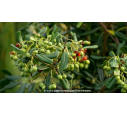 PITTOSPORUM tobira PITTOSPORUM tobira