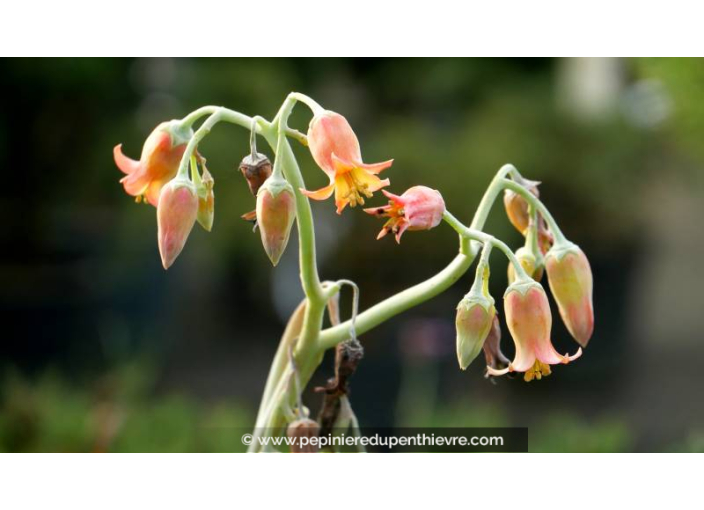 COTYLEDON orbiculata 'Gray'