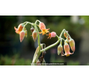 COTYLEDON orbiculata 'Gray'