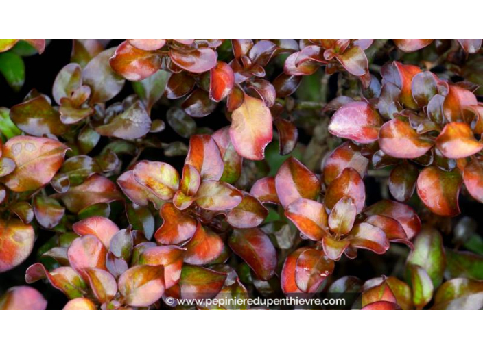 COPROSMA 'Pina Colada'®