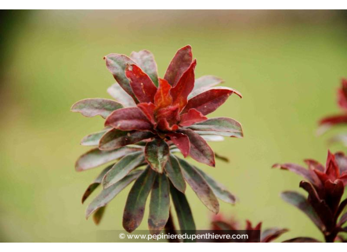 EUPHORBIA amygdaloides 'Purpurea'