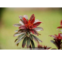 EUPHORBIA amygdaloides 'Purpurea'