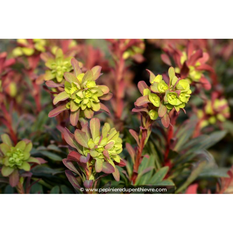 EUPHORBIA amygdaloides 'Purpurea'
