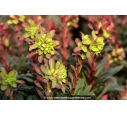 EUPHORBIA amygdaloides 'Purpurea'