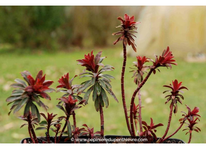 EUPHORBIA amygdaloides 'Purpurea'