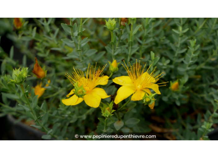 HYPERICUM olympicum