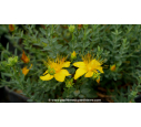 HYPERICUM olympicum