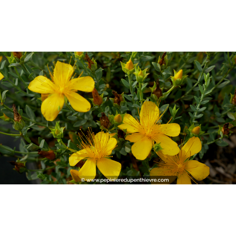 HYPERICUM olympicum