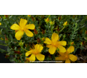 HYPERICUM olympicum