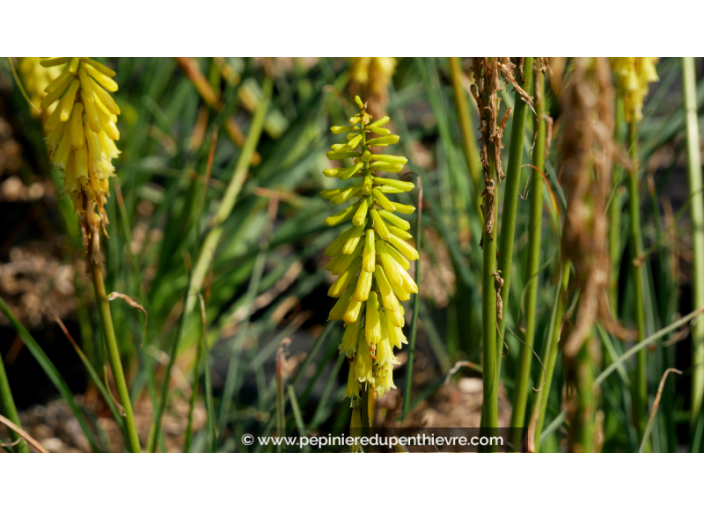 KNIPHOFIA 'Lemon Popsicle'®