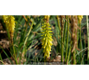 KNIPHOFIA 'Lemon Popsicle'®