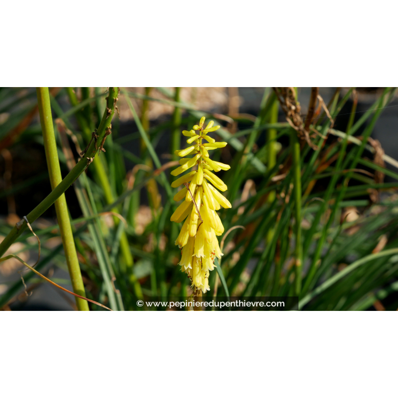 KNIPHOFIA 'Lemon Popsicle'®