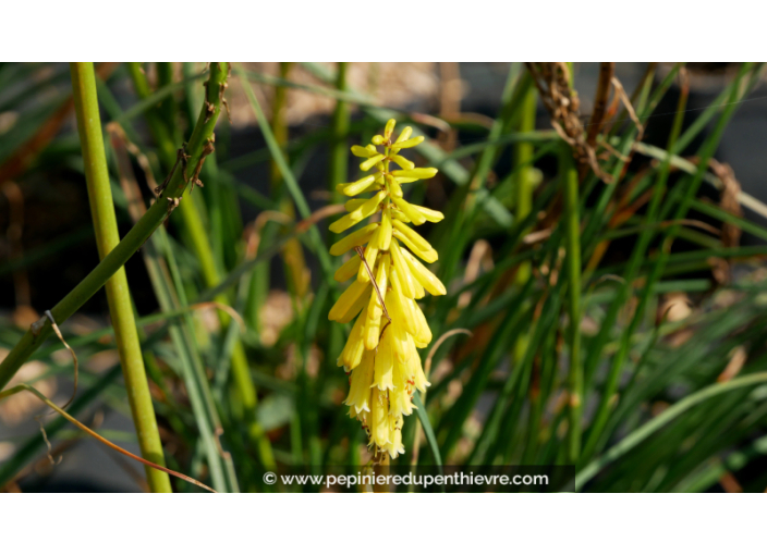 KNIPHOFIA 'Lemon Popsicle'®