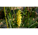 KNIPHOFIA 'Lemon Popsicle'®