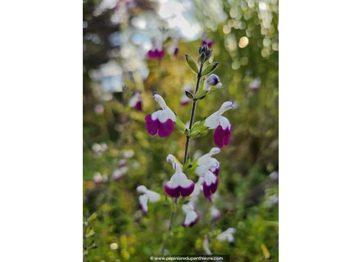 SALVIA 'Amethyst Lips', bicolore, violet blanc - Pépinière du Penthièvre