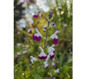 SALVIA 'Amethyst Lips', bicolore, violet blanc - Pépinière du Penthièvre