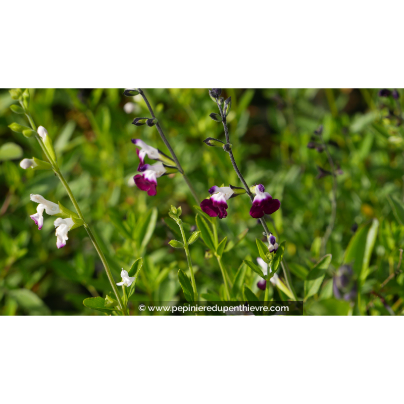 SALVIA greggii 'Amethyst Lips'