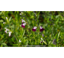SALVIA greggii 'Amethyst Lips'