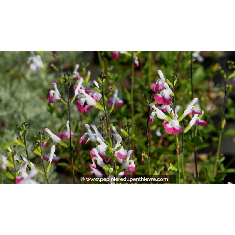 SALVIA microphylla 'Pink Lips'