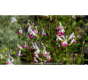 SALVIA microphylla 'Pink Lips'