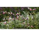 SALVIA microphylla 'Pink Lips'