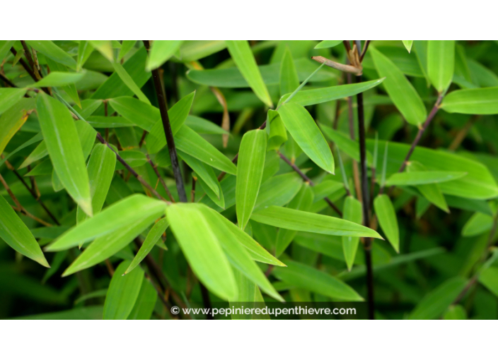 FARGESIA 'Black Dragon'