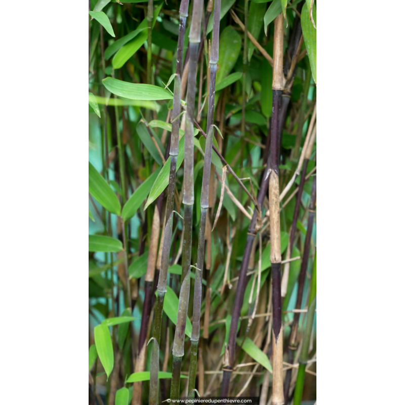 FARGESIA 'Black Dragon'