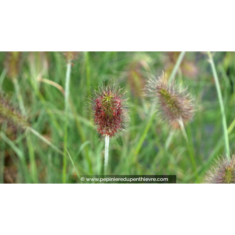 PENNISETUM alopecuroides 'Weserbergland'