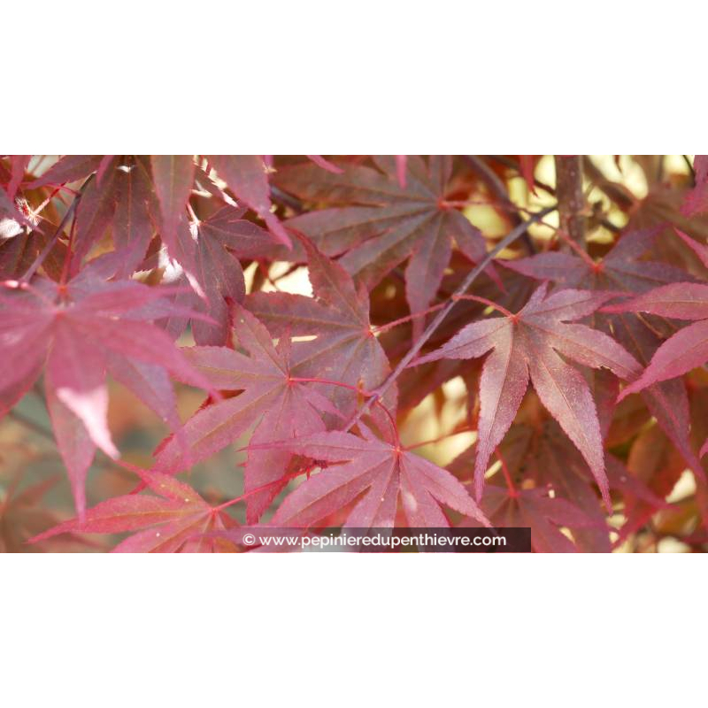 ACER palmatum 'Trompenburg'