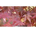 ACER palmatum 'Trompenburg' ACER palmatum 'Trompenburg'