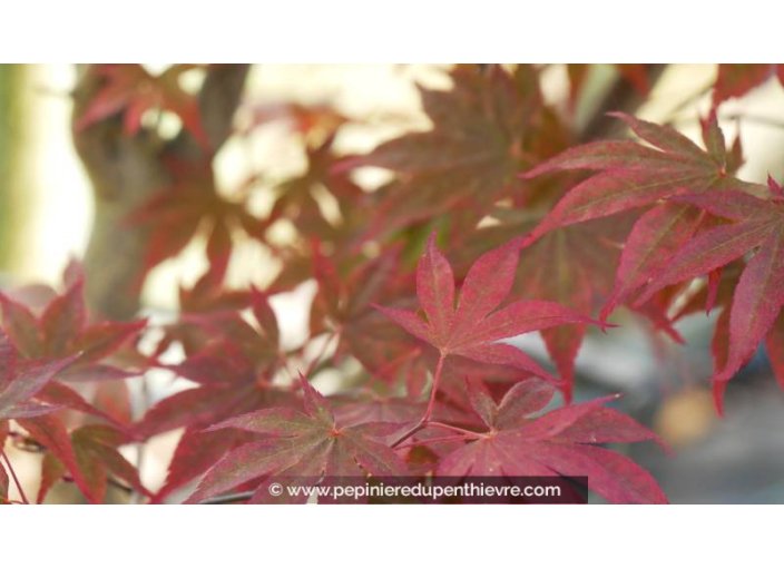 ACER palmatum 'Trompenburg' ACER palmatum 'Trompenburg'