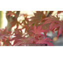 ACER palmatum 'Trompenburg' ACER palmatum 'Trompenburg'
