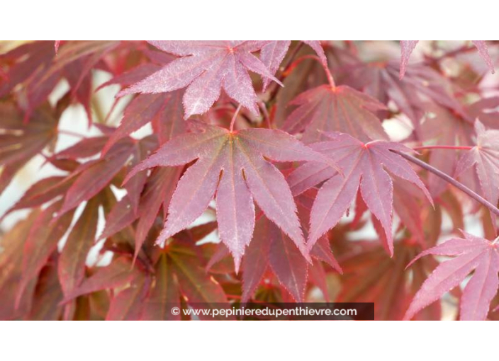ACER palmatum 'Trompenburg' ACER palmatum 'Trompenburg'