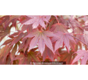 ACER palmatum 'Trompenburg' ACER palmatum 'Trompenburg'