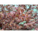 ACER palmatum 'Deshojo'