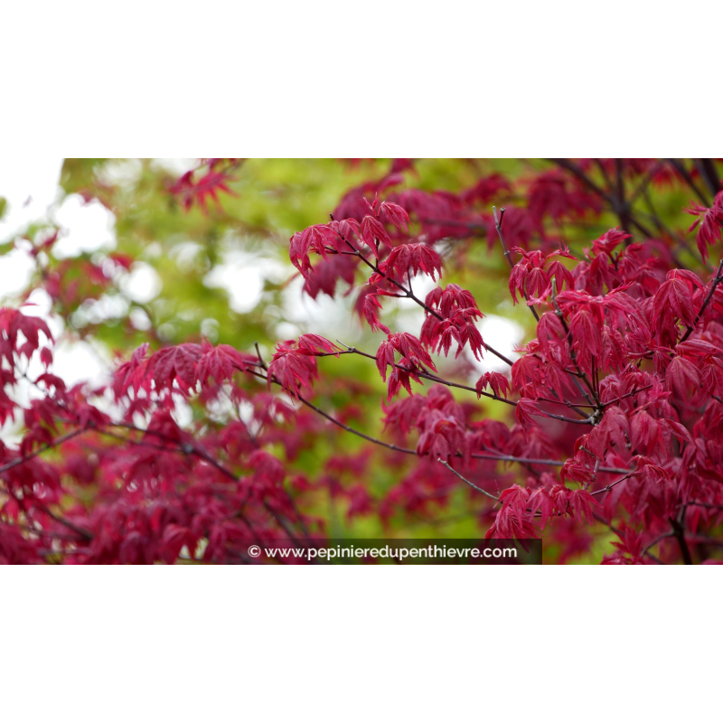 ACER palmatum 'Deshojo'