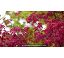 ACER palmatum 'Deshojo'