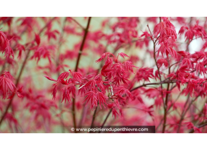 ACER palmatum 'Deshojo'