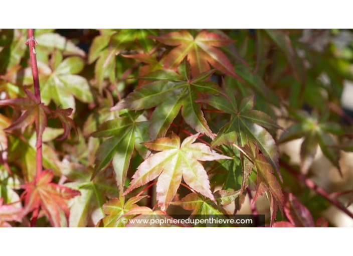 ACER palmatum 'Deshojo'
