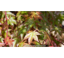 ACER palmatum 'Deshojo'