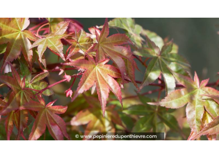 ACER palmatum 'Deshojo'