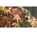ACER palmatum 'Deshojo'